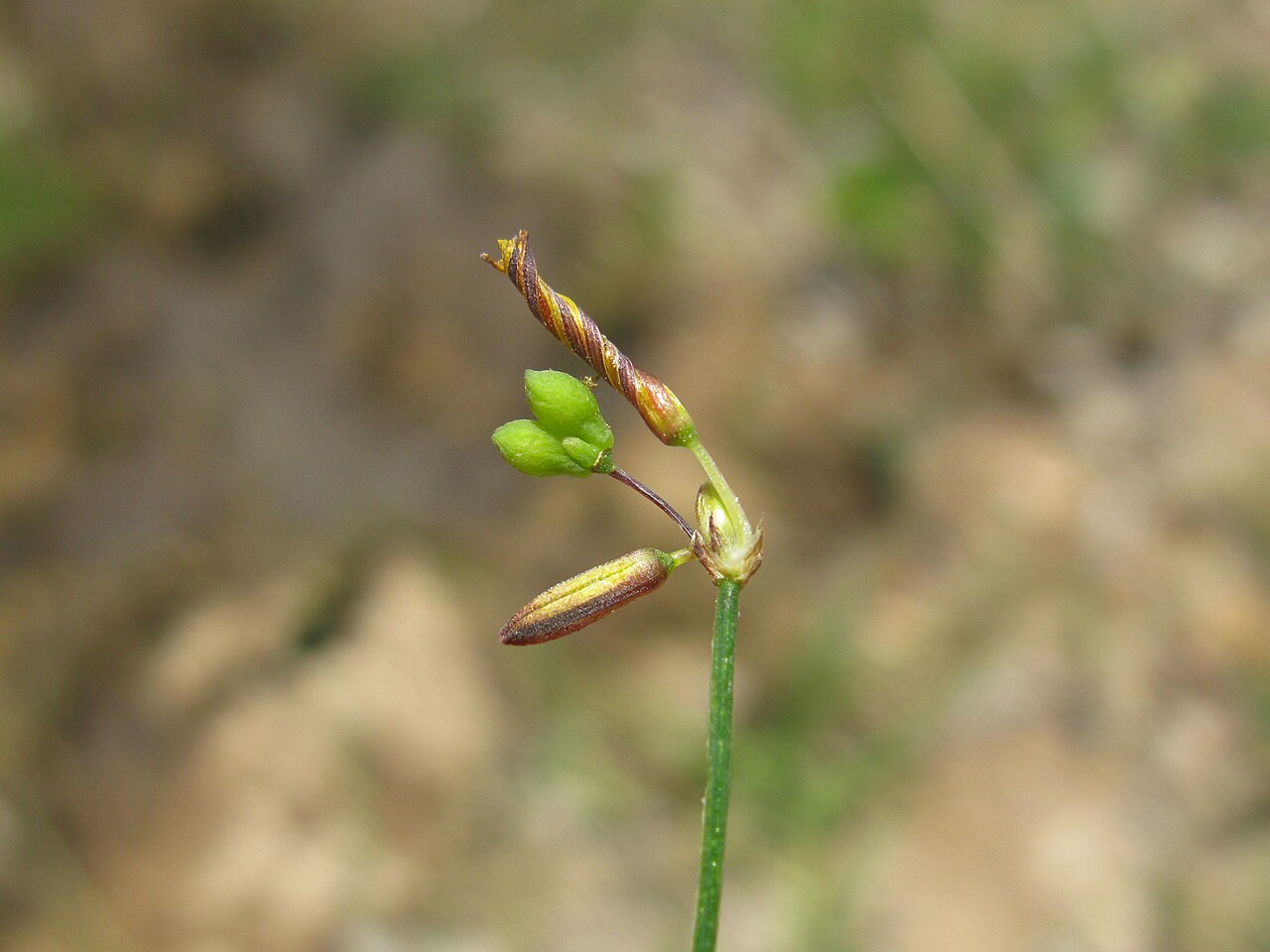 Tricoryne elatior: Native, warm-season, perennial, sparse herb; 10-40 cm tall and with many slender, wiry, branched stems. Leaves are linear, 5-10 cm long and few in number; mainl
