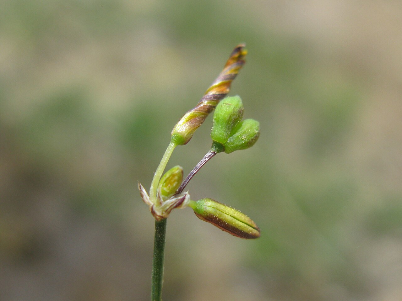 Tricoryne elatior: Native, warm-season, perennial, sparse herb; 10-40 cm tall and with many slender, wiry, branched stems. Leaves are linear, 5-10 cm long and few in number; mainl