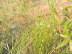 Tricoryne muricata (Tricoryne muricata)