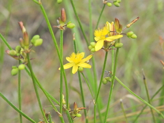 Tricoryne muricata (Tricoryne muricata)