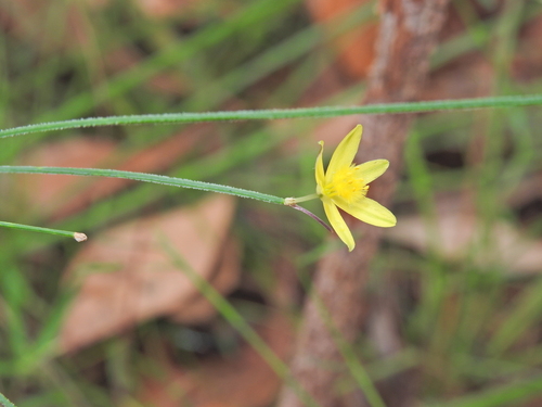 Tricoryne muricata (Tricoryne muricata)