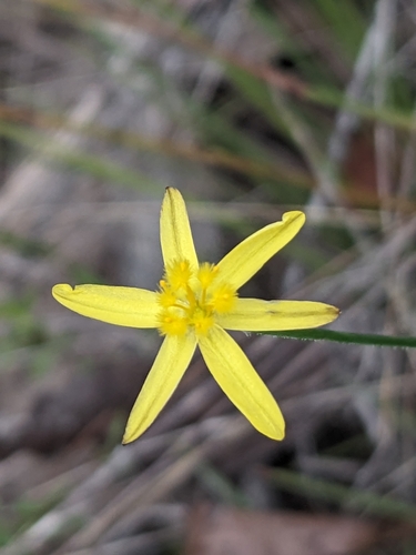 Tricoryne muricata (Tricoryne muricata)