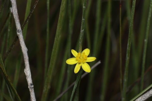 Tricoryne muricata (Tricoryne muricata)