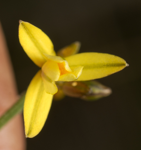 Tricoryne muricata (Tricoryne muricata)