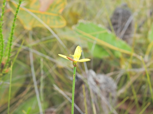 Tricoryne muricata (Tricoryne muricata)