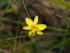 Tricoryne muricata (Tricoryne muricata)