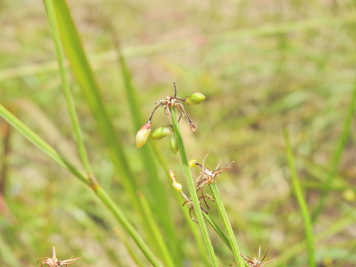Tricoryne muricata (Tricoryne muricata)