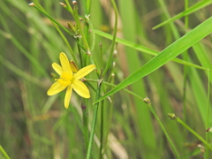 Tricoryne muricata (Tricoryne muricata)