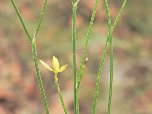 Tricoryne muricata (Tricoryne muricata)