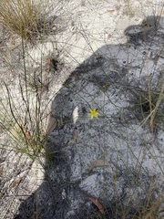 Tricoryne muricata (Tricoryne muricata)