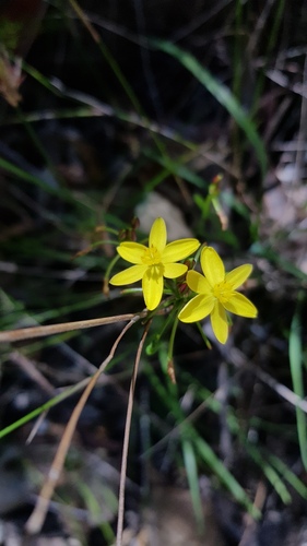 Tricoryne simplex (Tricoryne simplex)