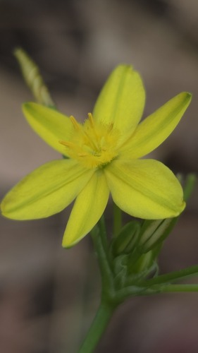 Tricoryne simplex (Tricoryne simplex)