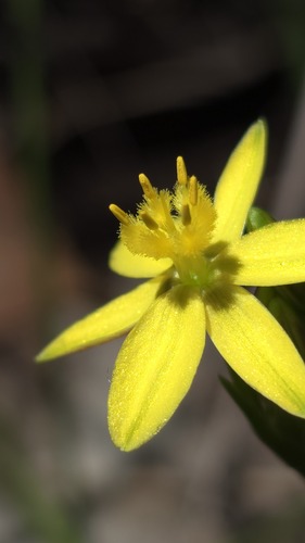 Tricoryne simplex (Tricoryne simplex)