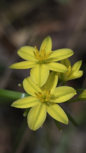 Tricoryne simplex (Tricoryne simplex)