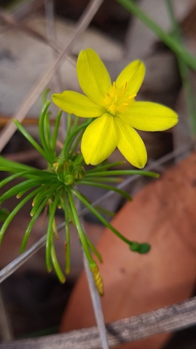 Tricoryne simplex (Tricoryne simplex)