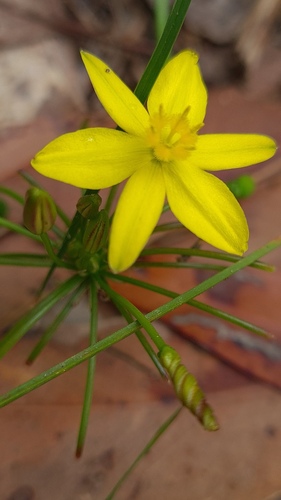 Tricoryne simplex (Tricoryne simplex)