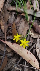 Tricoryne simplex (Tricoryne simplex)