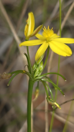 Tricoryne simplex (Tricoryne simplex)