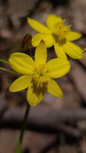 Tricoryne simplex (Tricoryne simplex)