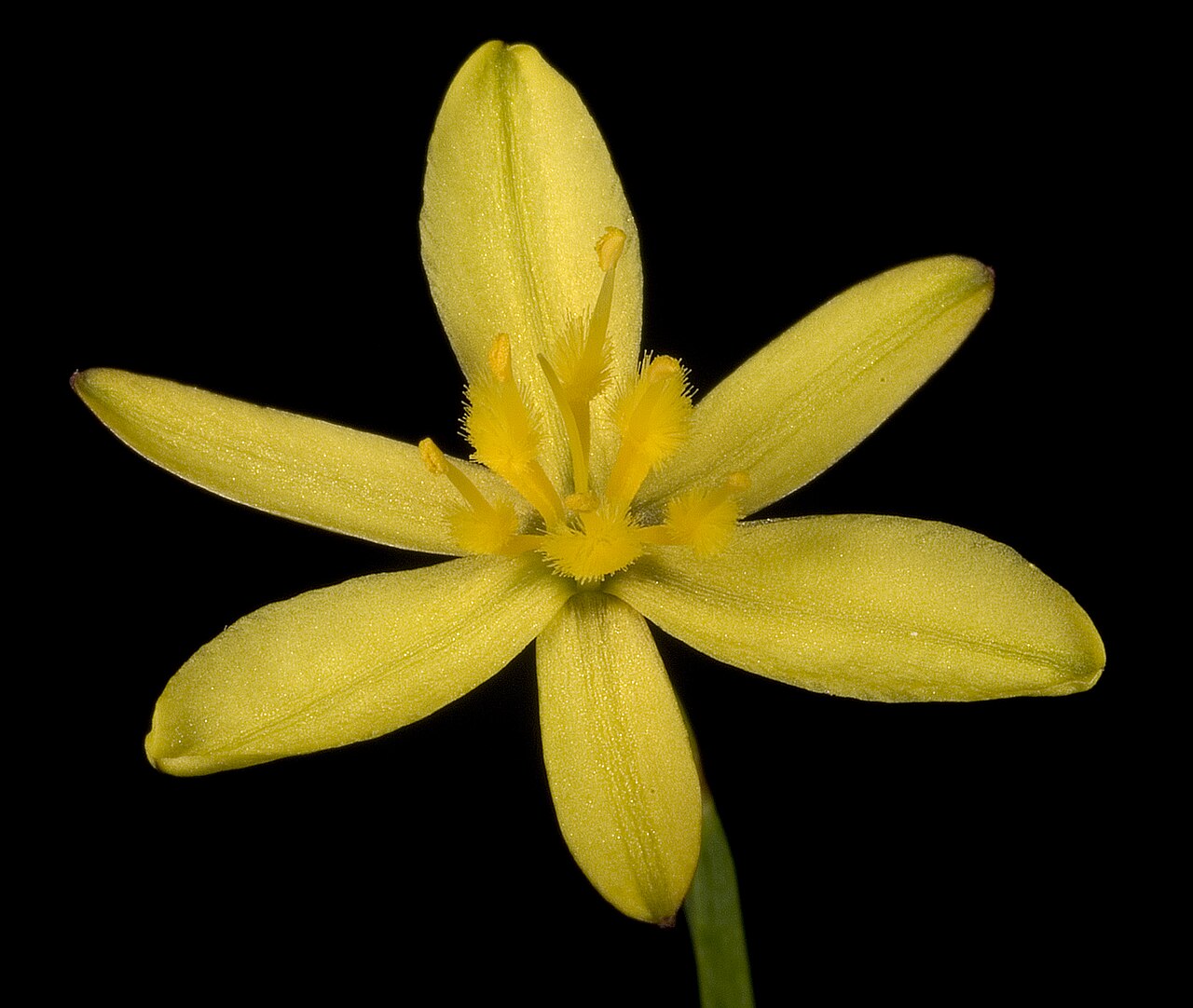 Tricoryne tenella: KRT3877