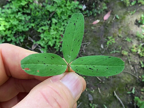 Egyptian clover: Introduced cool-season annual herbaceous legume to 75 cm tall. Stems are erect, slender, hollow and branched. Leaves are trifoliate; leaflets are slightly hairy