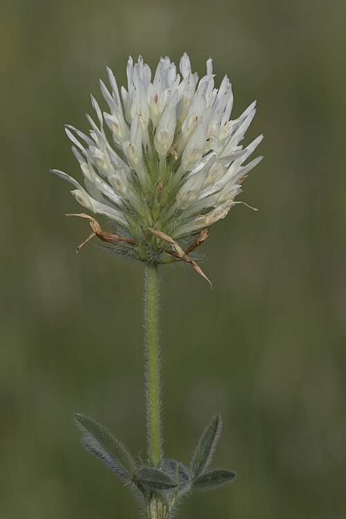 Egyptian clover: Egyptian clover ( Trifolium alexandrinum ). Obrukbaşı - Saimbeyli, Adana - Turkey.