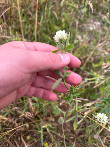 Egyptian clover (Trifolium alexandrinum)