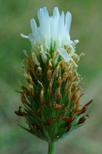 Egyptian clover (Trifolium alexandrinum)