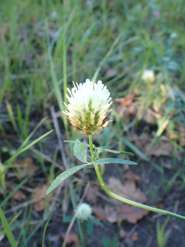 Egyptian clover (Trifolium alexandrinum)