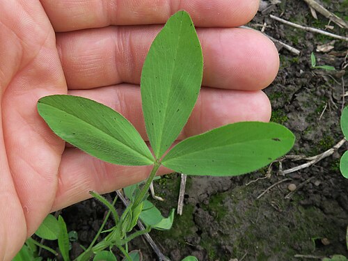 Egyptian clover: Introduced cool-season annual herbaceous legume to 75 cm tall. Stems are erect, slender, hollow and branched. Leaves are trifoliate; leaflets are slightly hairy