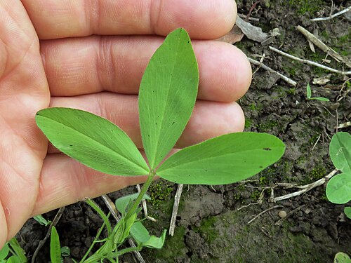 Egyptian clover: Introduced cool-season annual herbaceous legume to 75 cm tall. Stems are erect, slender, hollow and branched. Leaves are trifoliate; leaflets are slightly hairy