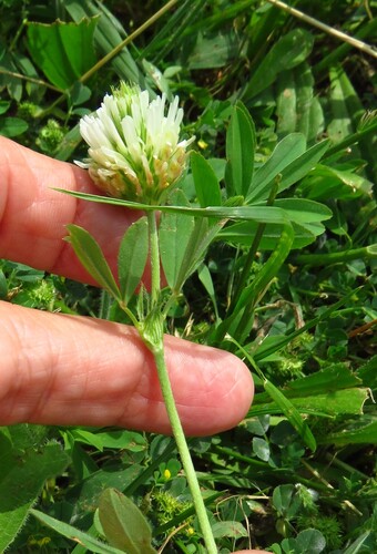Egyptian clover (Trifolium alexandrinum)