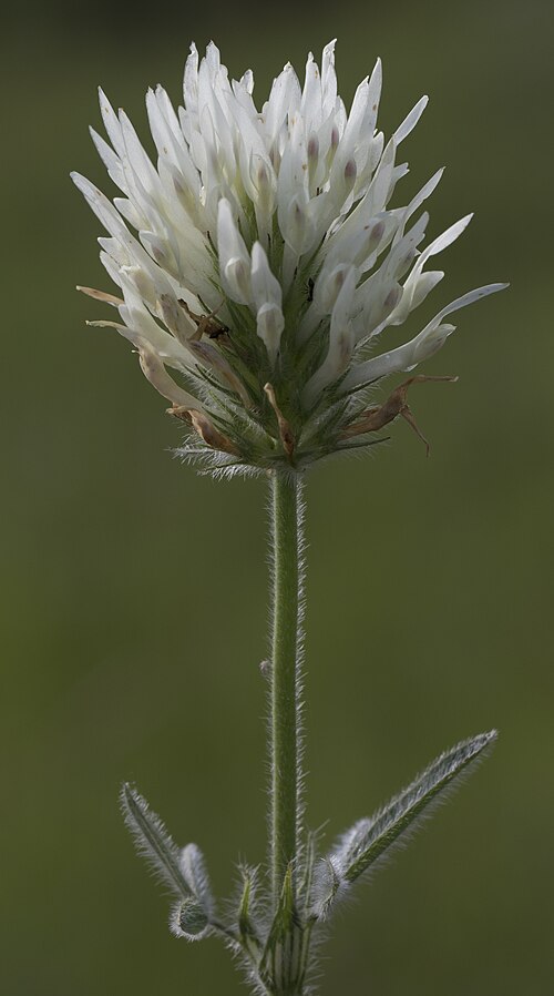 Egyptian clover: Egyptian clover ( Trifolium alexandrinum ). Obrukbaşı - Saimbeyli, Adana - Turkey.