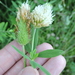 Egyptian clover (Trifolium alexandrinum)