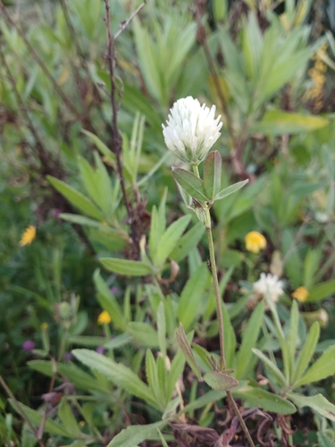 Egyptian clover (Trifolium alexandrinum)