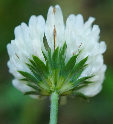 Egyptian clover (Trifolium alexandrinum)