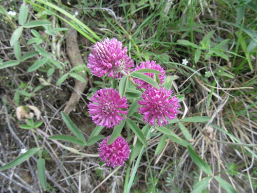 Owl-head clover (Trifolium alpestre)