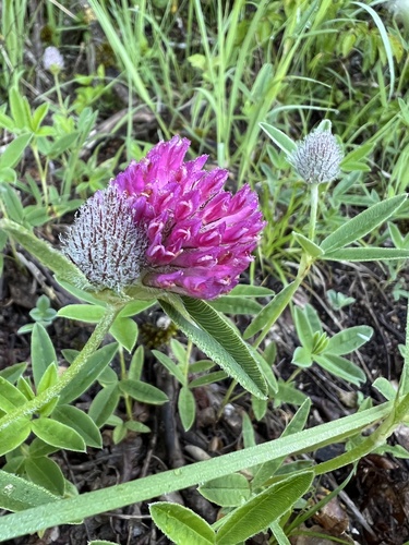 Owl-head clover (Trifolium alpestre)