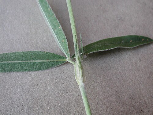 Owl-head clover: particolare di una stipola fogliare di Trifolium alpestre