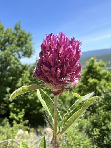 Owl-head clover (Trifolium alpestre)