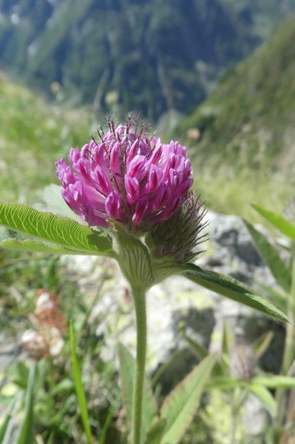 Owl-head clover (Trifolium alpestre)