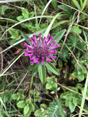 Owl-head clover (Trifolium alpestre)