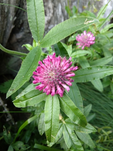 Owl-head clover (Trifolium alpestre)