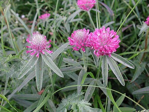 Owl-head clover: capolini (infiorescenze) di Trifolium alpestre