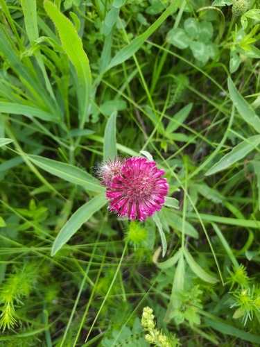 Owl-head clover (Trifolium alpestre)