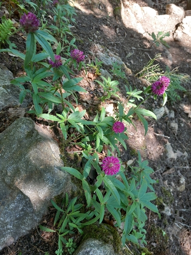 Owl-head clover (Trifolium alpestre)