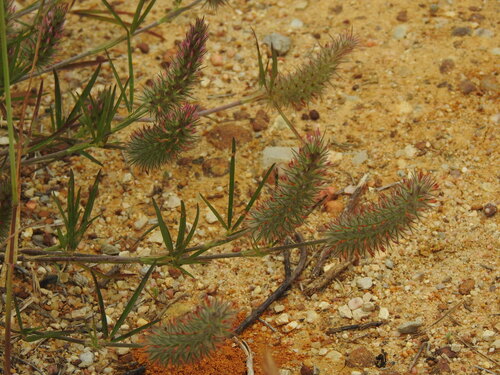 Narrowleaf crimson clover (Trifolium angustifolium)