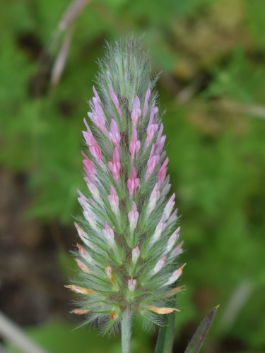 Narrowleaf crimson clover