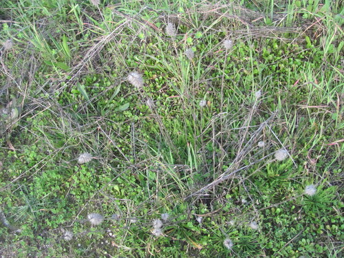 Narrowleaf crimson clover (Trifolium angustifolium)