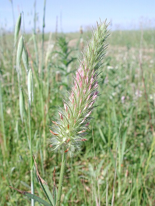 Narrowleaf crimson clover: Infiorescenza di Trifolium angustifolium